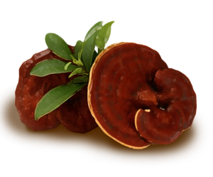 ganoderma