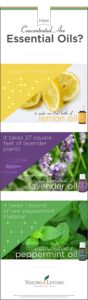 lavenderfacts1