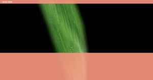 prosentau en