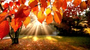 autumn
