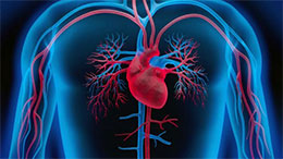 heart vascular system