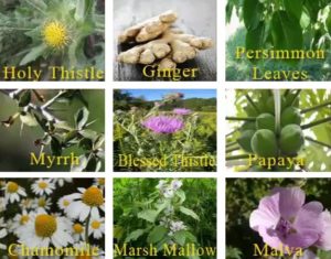 iaso tea ingredients
