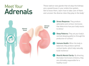 adrenal health