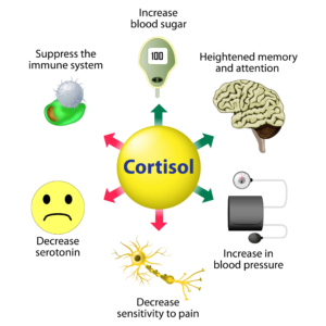 healthy cortisol
